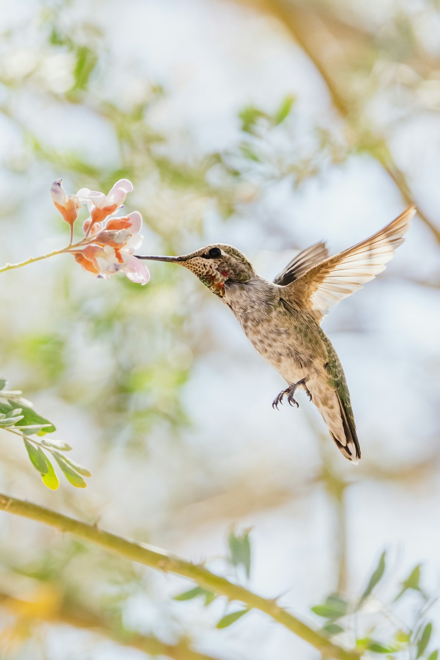 Top 10 Flowers That Attract Hummingbirds
