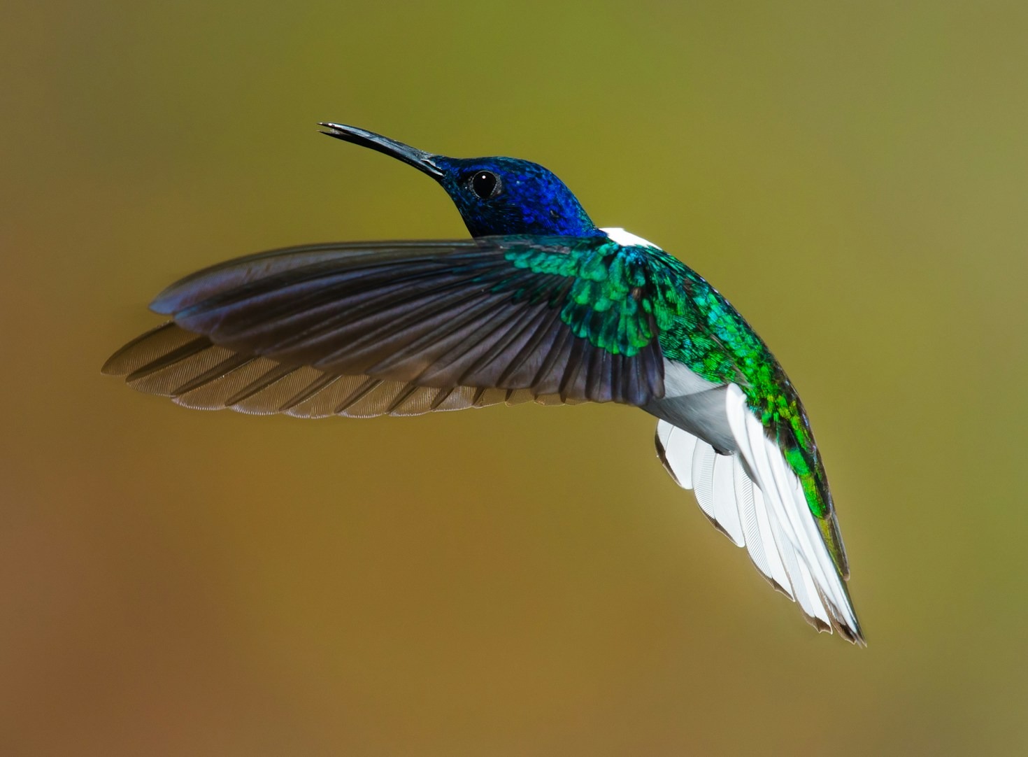 The Fascinating Flight Mechanics of Hummingbirds