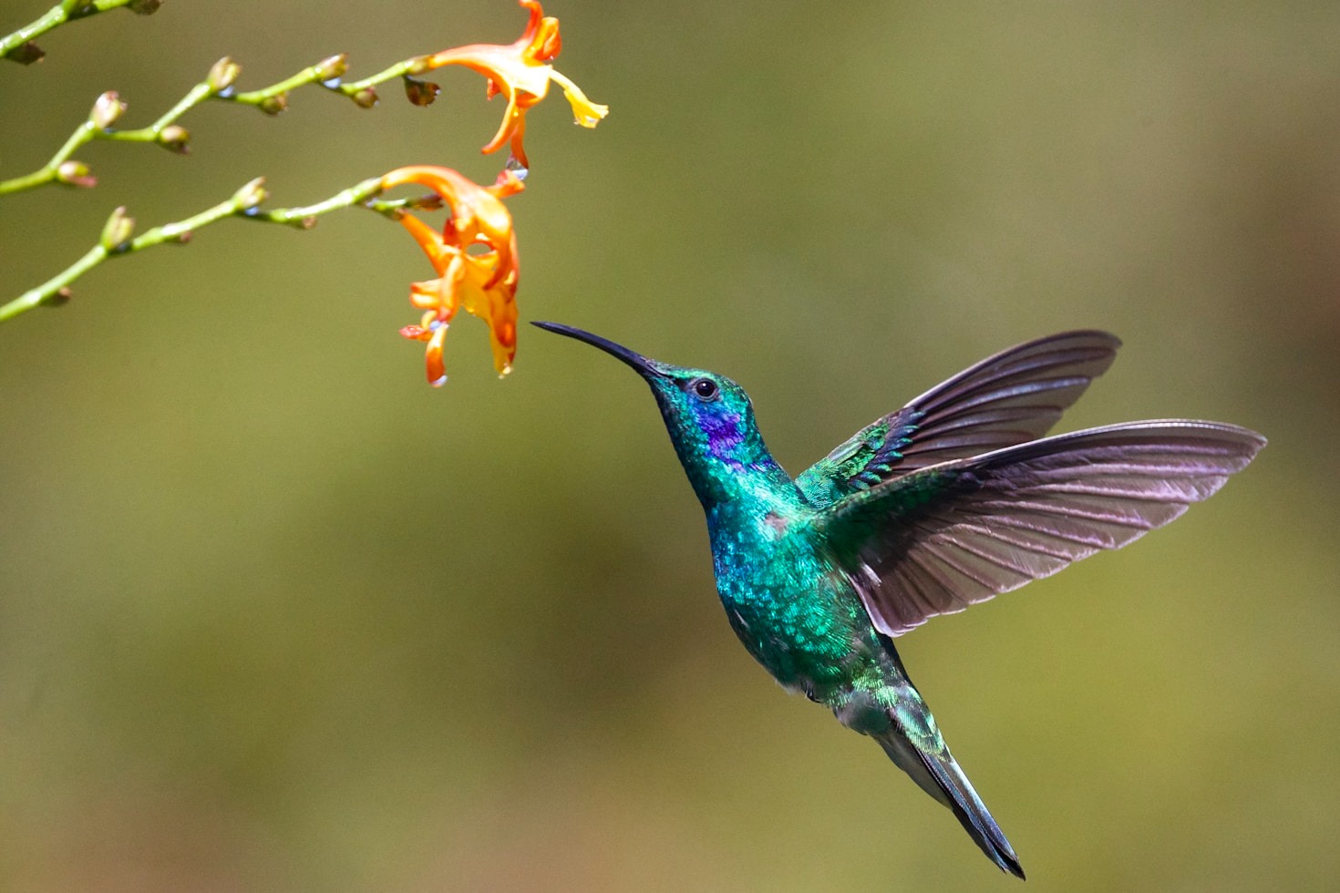 How to Create a Hummingbird-Friendly Garden