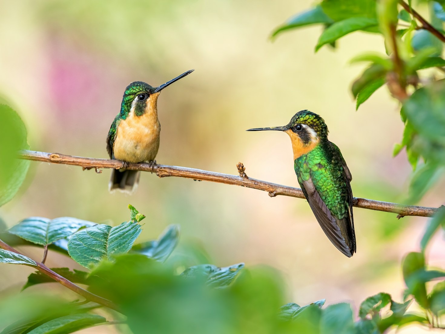 Capturing Hummingbirds in Photography: Tips and Tricks