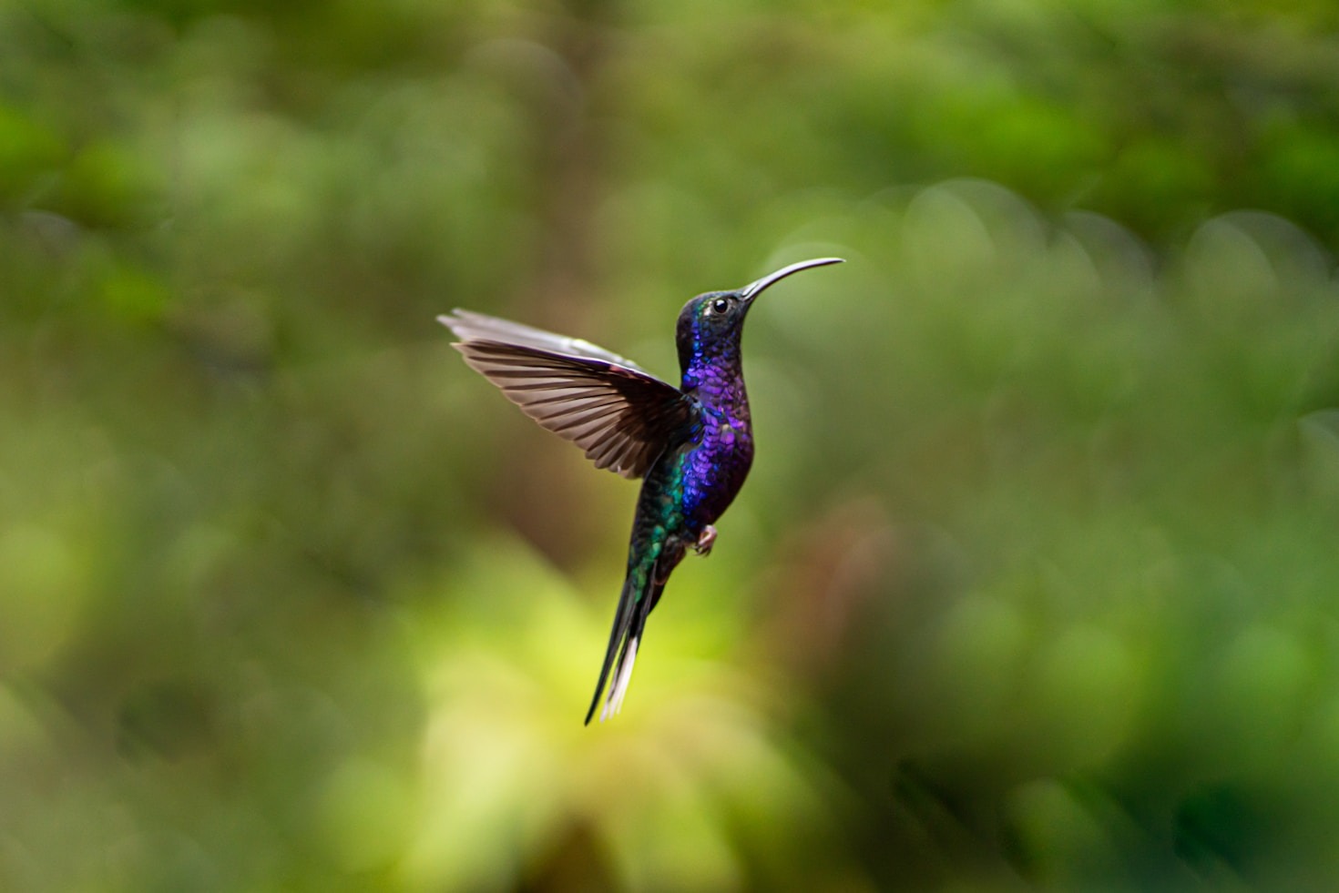 The Evolutionary Wonders of Hummingbirds and Flowers